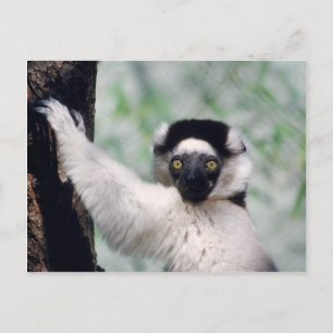 Set wild lebender Tiere - Primate 12 Postkarte