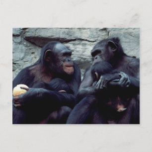 Set wild lebender Tiere - Primate 5 Postkarte