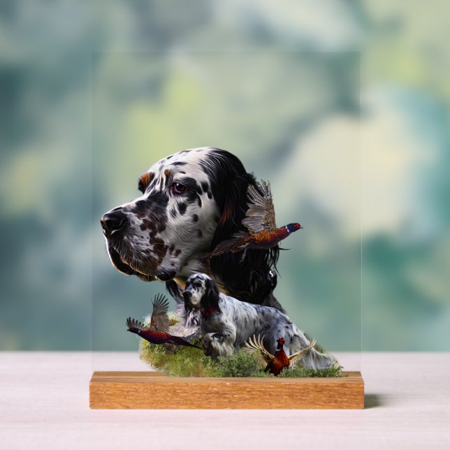 Setter anglais  (Neutre)