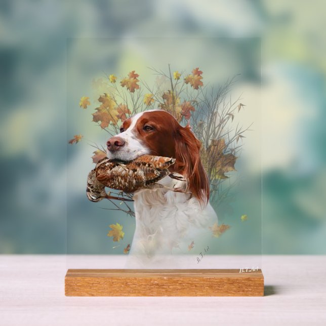 Setter anglais  (Neutre)