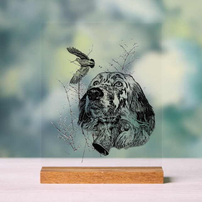 Setter anglais  (Neutre)