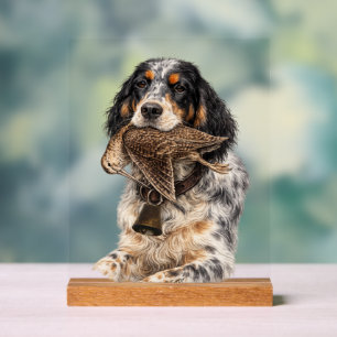 Setter anglais, chasse à la bécasse ,Art canin