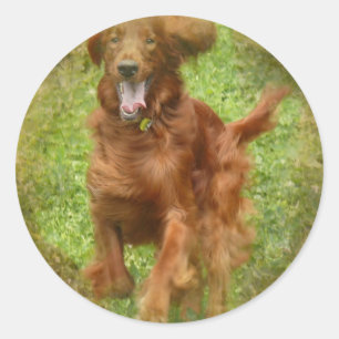 Setter-Hundeaufkleber Runder Aufkleber