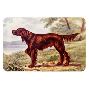 Setter-Illustration 1900 des sportlichen Hundes Magnet