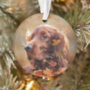 Setter irlandais