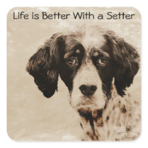 Setter-Liebe