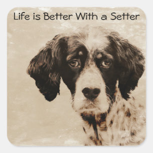 Setter-Liebe Quadratischer Aufkleber