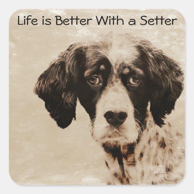 Setter-Liebe Quadratischer Aufkleber (Vorderseite)