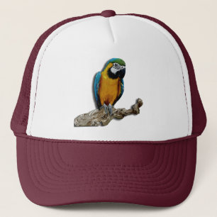 Seul casquette de perroquet orange
