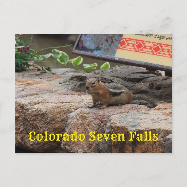 Seven Falls Colorado G Squirrel schließt Postkarte (Vorderseite)