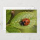 Seven-spot Ladybird Postkarte (Vorne/Hinten)