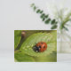 Seven-spot Ladybird Postkarte (Stehend Vorderseite)