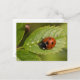 Seven-spot Ladybird Postkarte (Vorderseite/Rückseite Beispiel)
