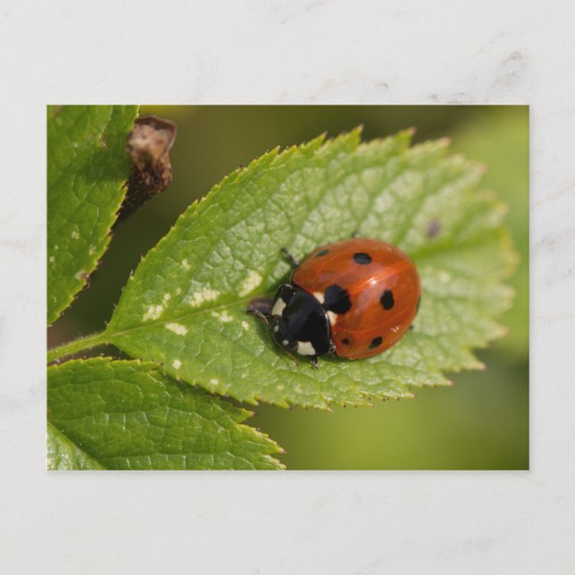 Seven-spot Ladybird Postkarte (Vorderseite)