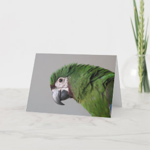 Severe Macaw Grußkarte Karte