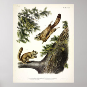 Severn River (Northern) Flying Squirrel von Audubo Poster
