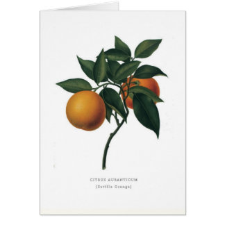 Sevilla-Orange