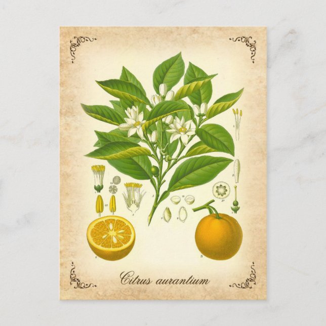 Sevilla orange - Vintage Abbildung Postkarte (Vorderseite)