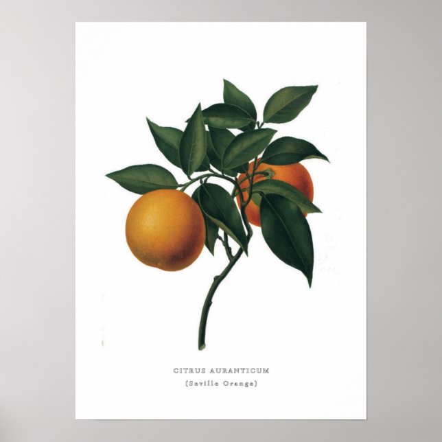Seville Orange Poster (Vorne)