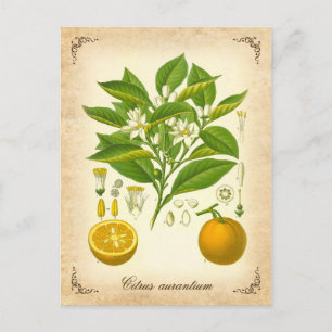 Seville Orange - Vintage-Illustration Postkarte