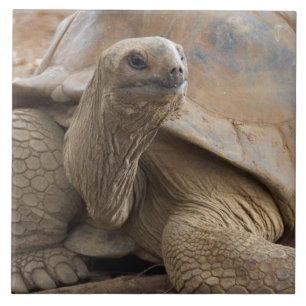 Seychelle Aldabra-Riesenschildkröte Fliese