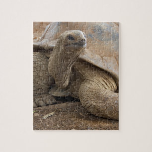 Seychelle Aldabran Landschildkröte