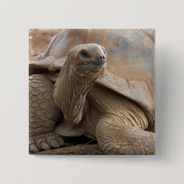 Seychelle Aldabran Landschildkröte Button (Vorderseite)