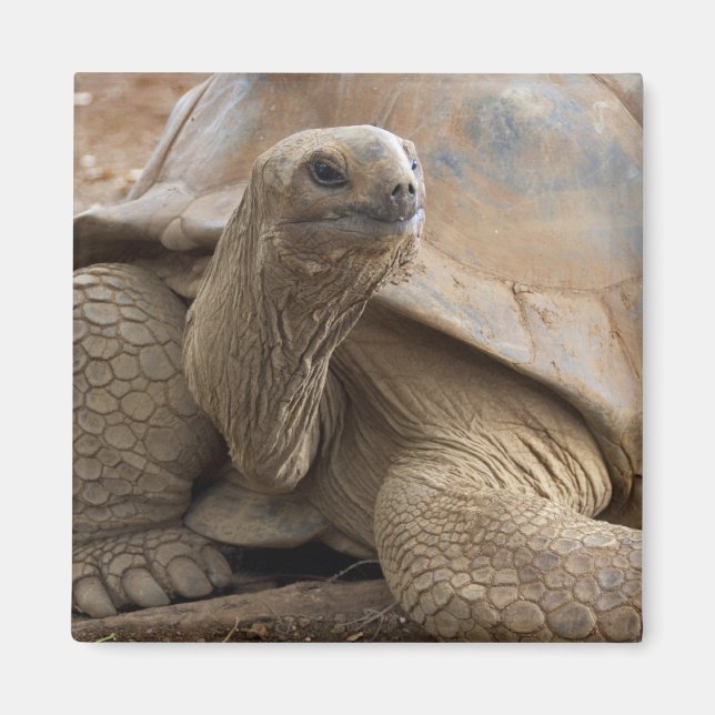 Seychelle Aldabran Landschildkröte Magnet (Vorne)