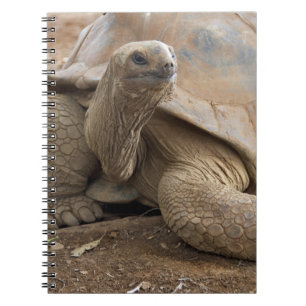 Seychelle Aldabran Landschildkröte Notizblock