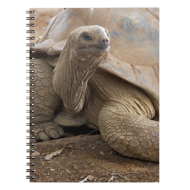 Seychelle Aldabran Landschildkröte Notizblock (Vorderseite)