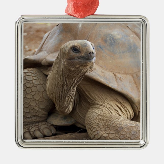 Seychelle Aldabran Landschildkröte Silbernes Ornament (Vorne)