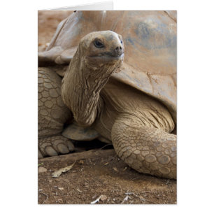 Seychellen-Aldabra-Riesenschildkröte