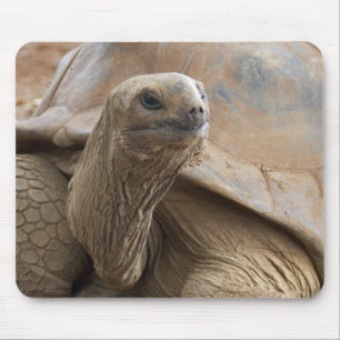 Seychellen Aldabra-Riesenschildkröte Mousepad