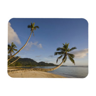 Seychellen, Mahe-Insel, horizontale Palme, Magnet