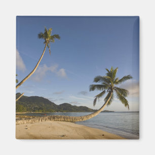 Seychellen, Mahe-Insel, horizontale Palme, Magnet