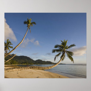 Seychellen, Mahe-Insel, horizontale Palme, Poster