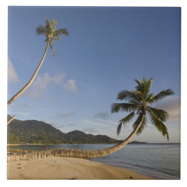 Seychellen, Mahe Island, horizontale Palme, Fliese (Vorderseite)