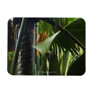 Seychellen, Praslin, Vallee de Mai, starker Regen Magnet