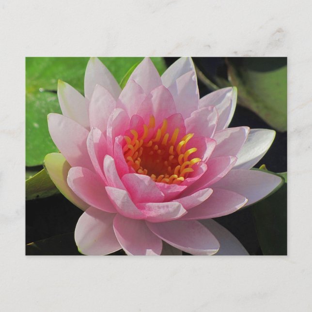 SG Lincoln, Nebraska, rosa Wasserlilie #1 01 Postkarte (Vorderseite)