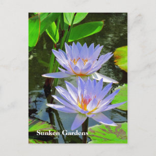 SG Pair of BLUE Water lilies #101 00101 Postkarte