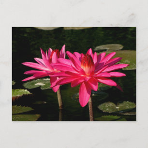 SG Pink H2O Lilies Lincoln, NE 2 Postkarte