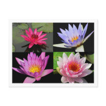 SG Wasserlilie Collage Postcard #2n 2200