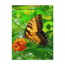 SG Yellow Frack Postcard #245N 0245
