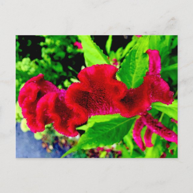 Sgantzos Cockscomb Celosia Cristata Postcard Postkarte (Vorderseite)