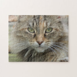 Sgolis Foto Feral Cat Portrait Schwierigkeit