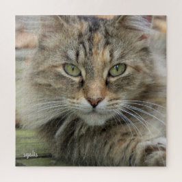 Sgolis Foto Feral Cat Portrait Schwierigkeit