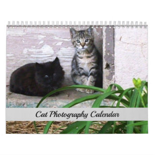 Sgolis Original Cat Fotokalender Kalender