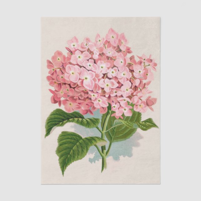 Shabby Chic Light Blush Coral Pink Blume Seidenpapier (Vorderseite)