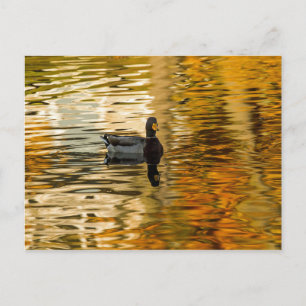 Shadow Duck Postkarte
