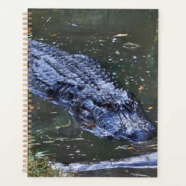 Shadow in the Shallows Planer (Vorderseite)